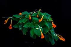 2020 Virtual Flower Show Section C – Seldom Seen Gesneriads Class 13 – Species in flower