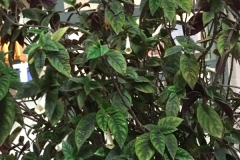 2020 Virtual Flower Show Section C – Seldom Seen Gesneriads Class 13 – Species in flower