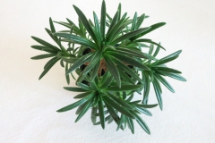 2020 Virtual Flower Show Section C – Seldom Seen GesneriadsClass 16 – Hybrids not in flower
