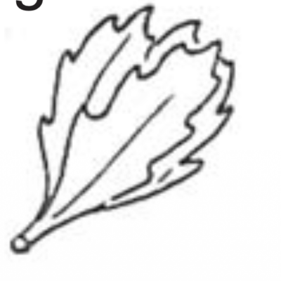Image for choice number 2