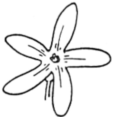 Image for choice number 5